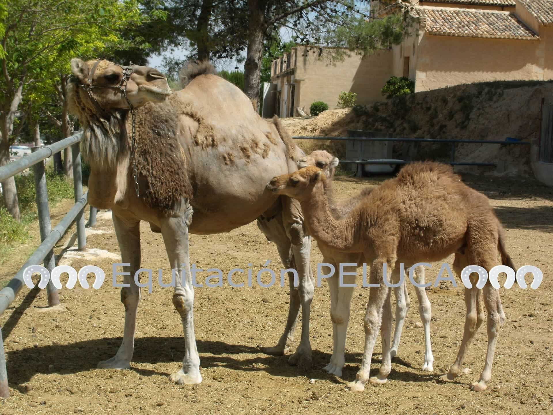 Equitación Peluca